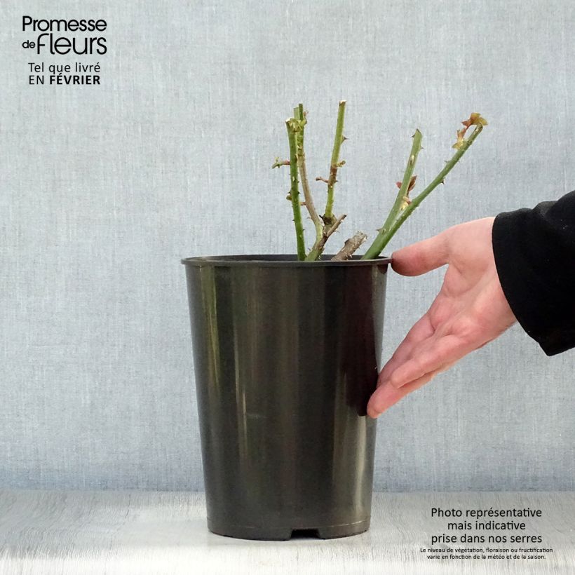 Rosa Astrid Gräfin von Hardenberg - Rose ibrida di tea Vaso da 4L/5L esemplare consegnato in inverno