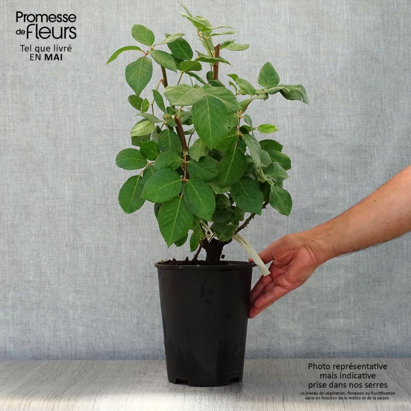 Rosa Baie des Anges Vaso da 4L/5L esemplare consegnato in primavera