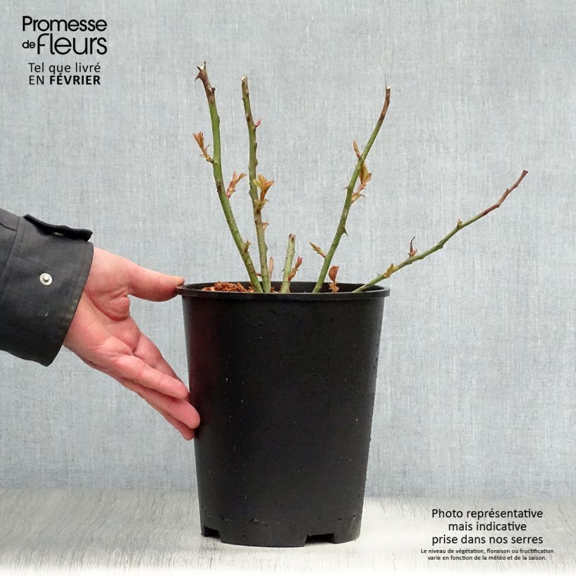 Rosa Barbados Vaso da 4L/5L esemplare consegnato in inverno