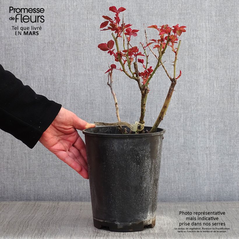 Rosa Belle du Seigneur - Rose ibrida di tea Vaso da 4L/5L esemplare consegnato in inverno