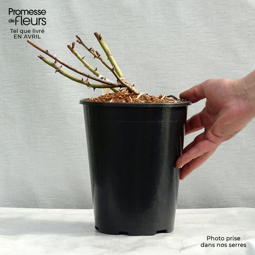 Rosa Belle du Seigneur - Rose ibrida di tea Vaso da 4L/5L esemplare consegnato in primavera