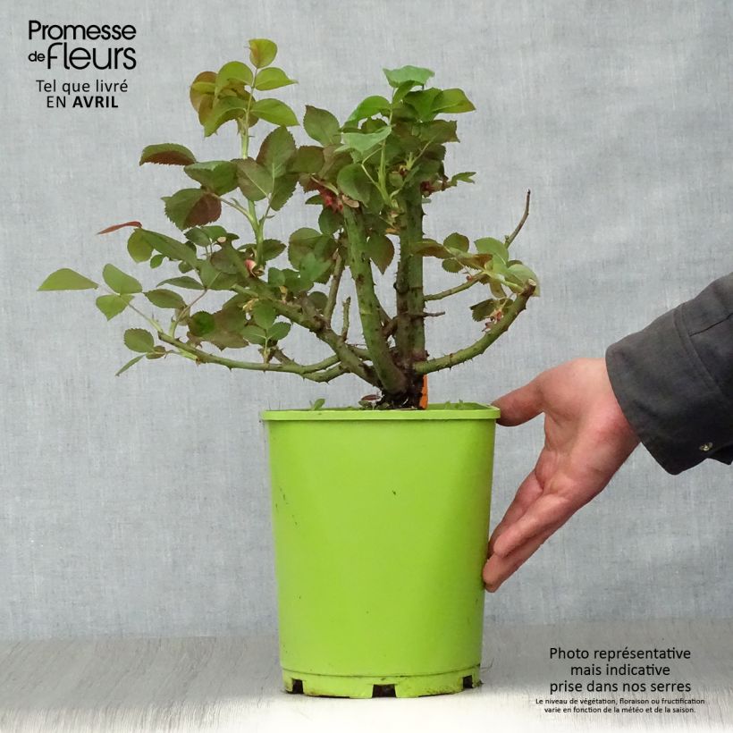 Rosa Belles Rives Vaso da 4L/5L esemplare consegnato in primavera