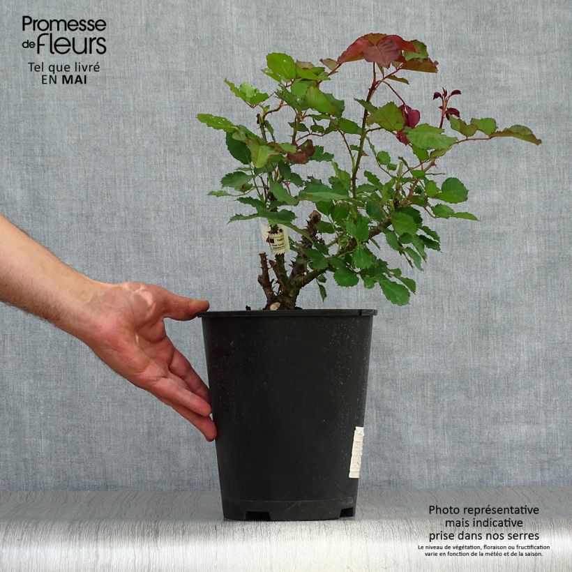 Rosa Berthe Morisot - Rose ibrida di tea Vaso da 3L/4L esemplare consegnato in primavera