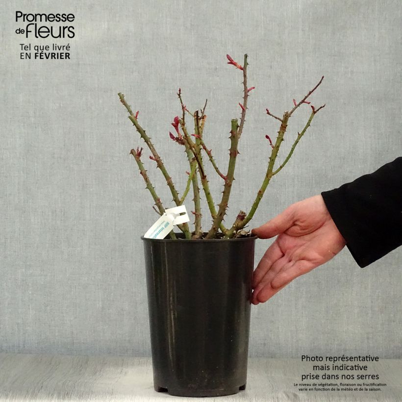 Rosa Blue Girl - Rose ibrida di tea Vaso da 4L/5L esemplare consegnato in inverno