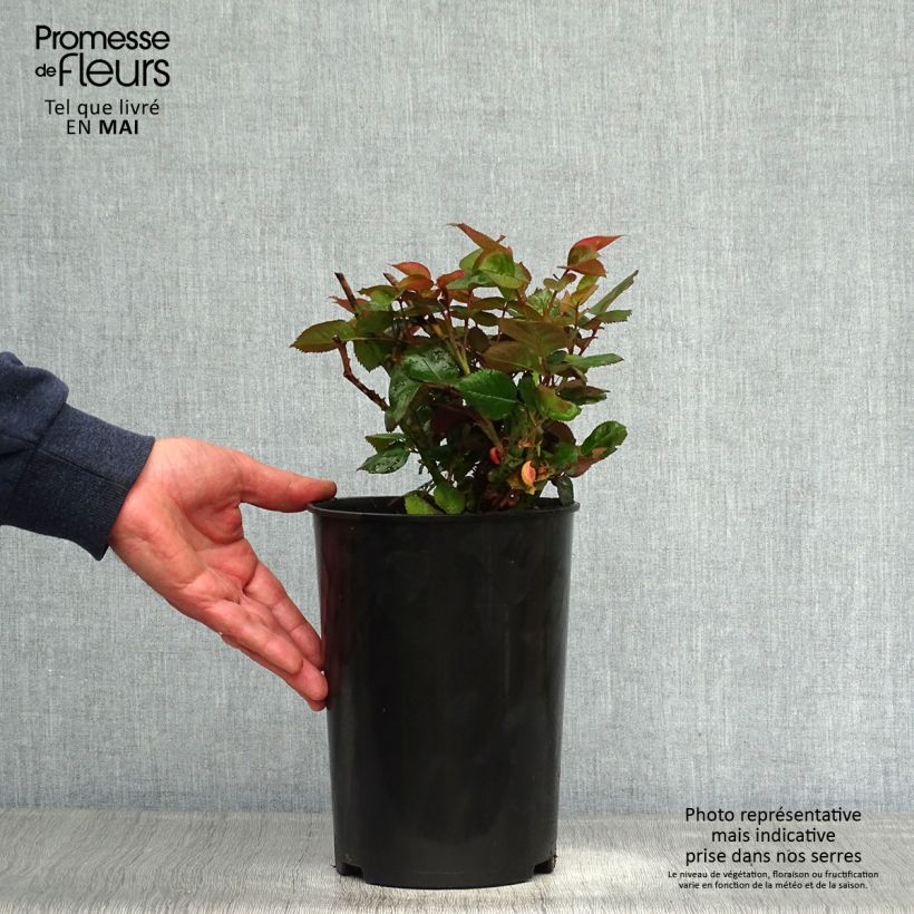 Rosa Blue Girl - Rose ibrida di tea Vaso da 4L/5L esemplare consegnato in primavera