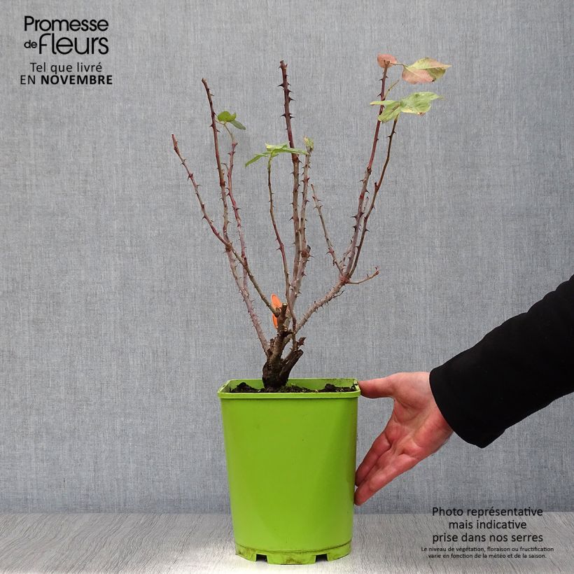 Esemplare di Rosa Bolshoï - Rose ibrida di tea Vaso da 4L/5L come consegnato in autunno