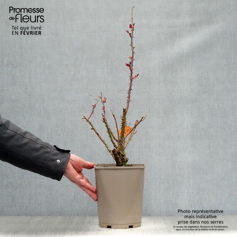 Rosa Bolshoï - Rose ibrida di tea Vaso da 4L/5L esemplare consegnato in inverno