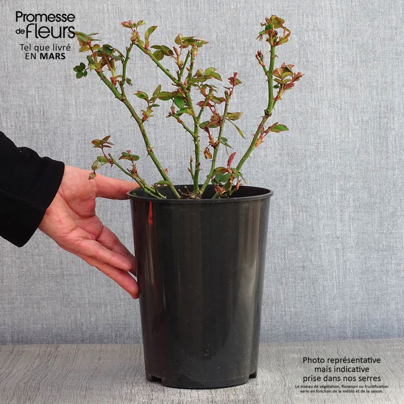 Rosa Borneo Odore - Rose ibrida di tea Vaso da 4L/5L esemplare consegnato in inverno