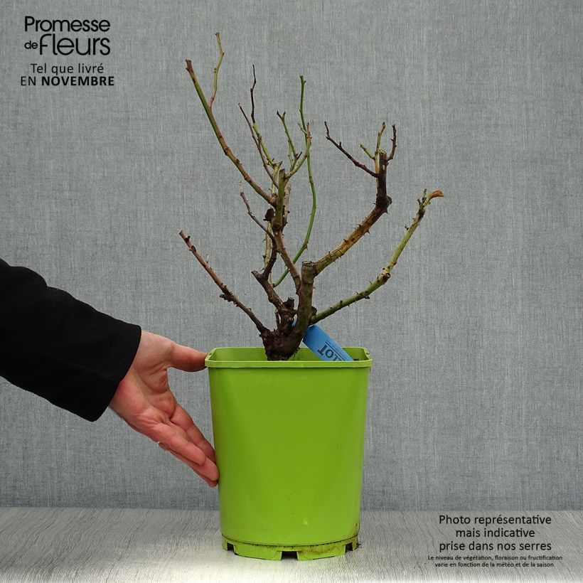 Esemplare di Rosa Bossuet Aigle de Meaux Vaso da 4L/5L come consegnato in autunno