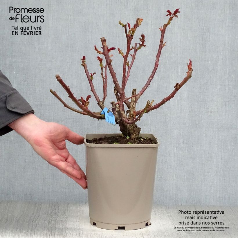 Rosa Bossuet Aigle de Meaux Vaso da 4L/5L esemplare consegnato in inverno