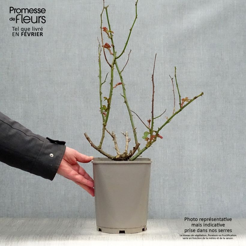 Rosa Catherine Deneuve - Rose ibrida di tea Vaso da 4L/5L esemplare consegnato in inverno