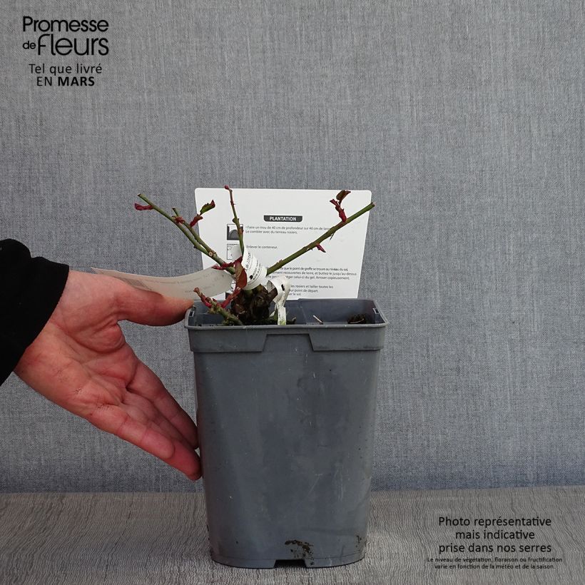 Rosa Chartreuse de Parme - Rose ibrida di tea Vaso da 3L/4L esemplare consegnato in inverno