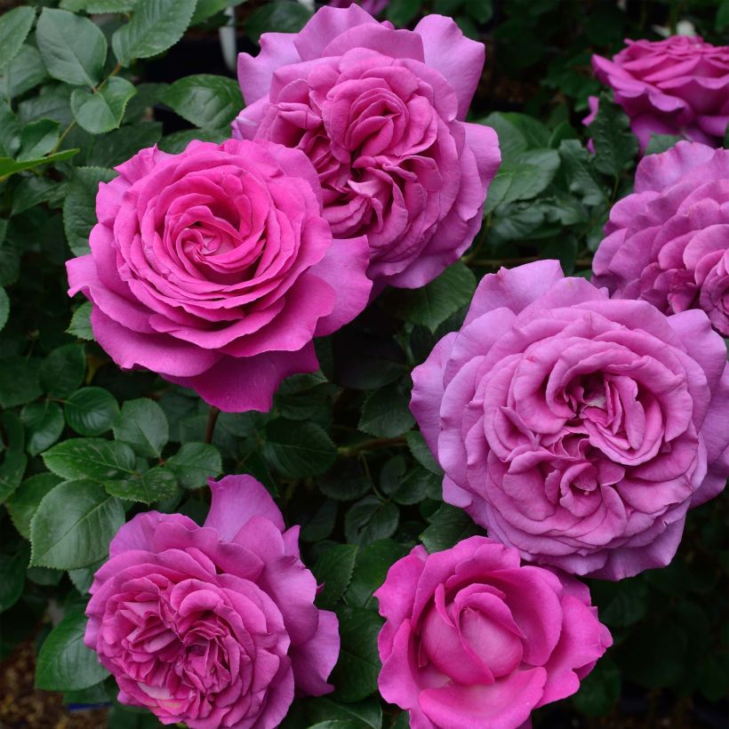 Rosa Chartreuse de Parme - Rose ibrida di tea (Fioritura)