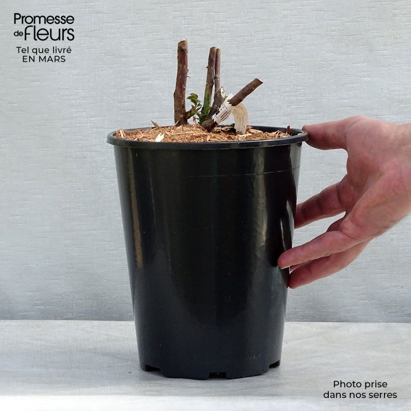 Rosa Château de Cheverny - Rose ibrida di tea Vaso da 3L/4L esemplare consegnato in inverno