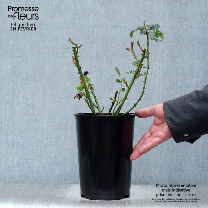 Rosa Clair Renaissance - Rose ibrida di tea Vaso da 4L/5L esemplare consegnato in inverno