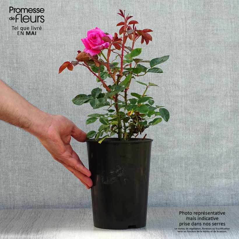 Rosa Claire Marshall Vaso da 2L/3L esemplare consegnato in primavera