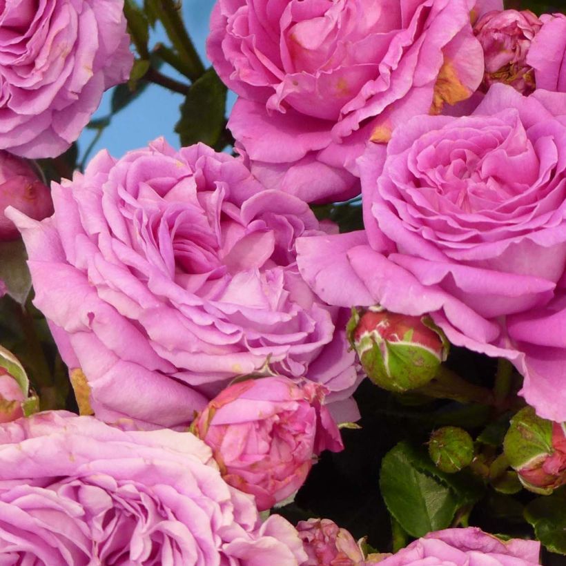 Rosa Claire Marshall (Fioritura)