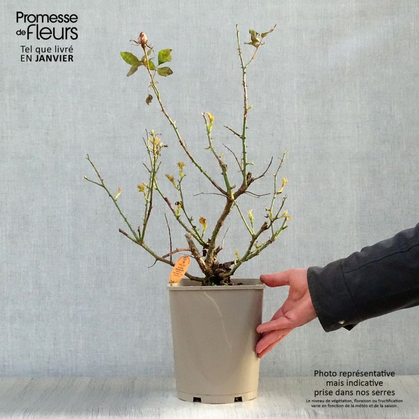 Rosa Claude Brasseur - Rose ibrida di tea Vaso da 4L/5L esemplare consegnato in inverno