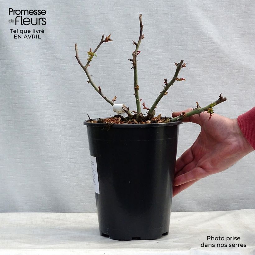 Rosa Claude Monet - Rose ibrida di tea Vaso da 3L/4L esemplare consegnato in primavera