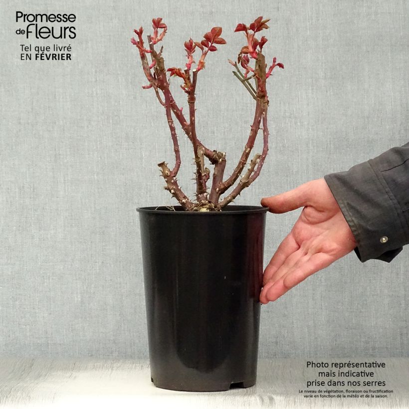 Rosa Courage - Rose ibrida di tea Vaso da 4L/5L esemplare consegnato in inverno