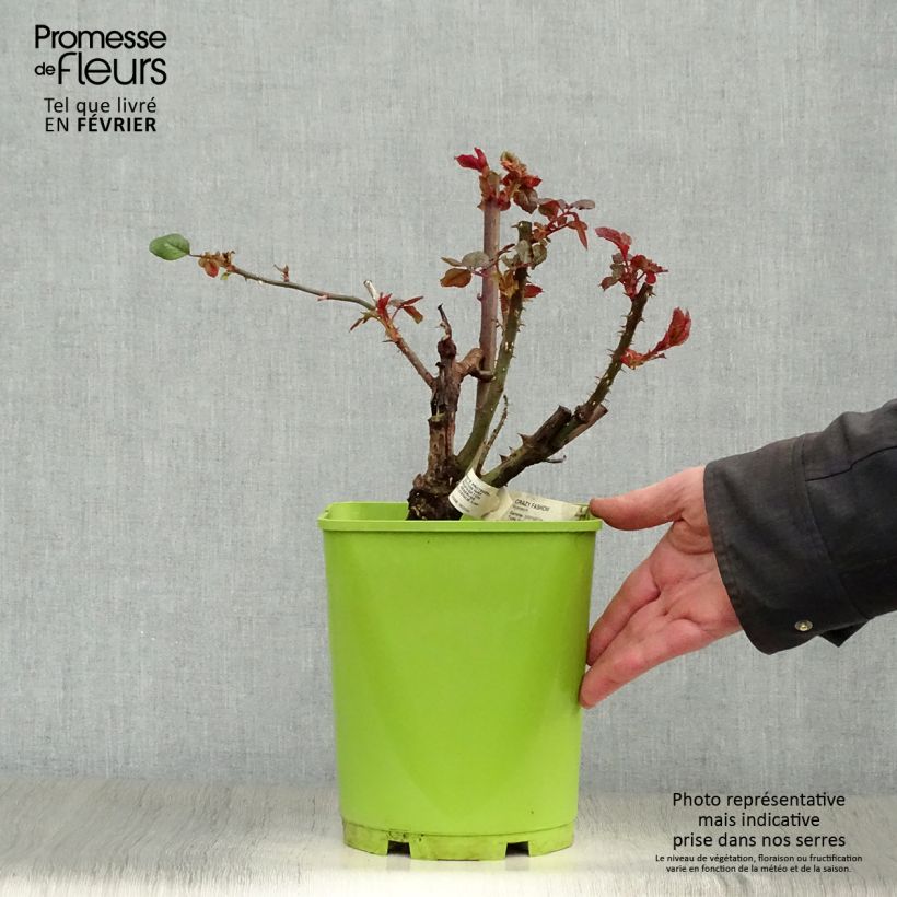 Rosa Crazy Fashion - Rose ibrida di tea Vaso da 4L/5L esemplare consegnato in inverno