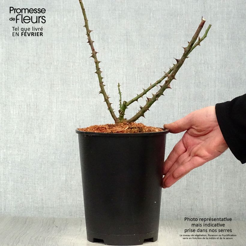 Rosa Dame de Coeur Vaso da 4L/5L esemplare consegnato in inverno