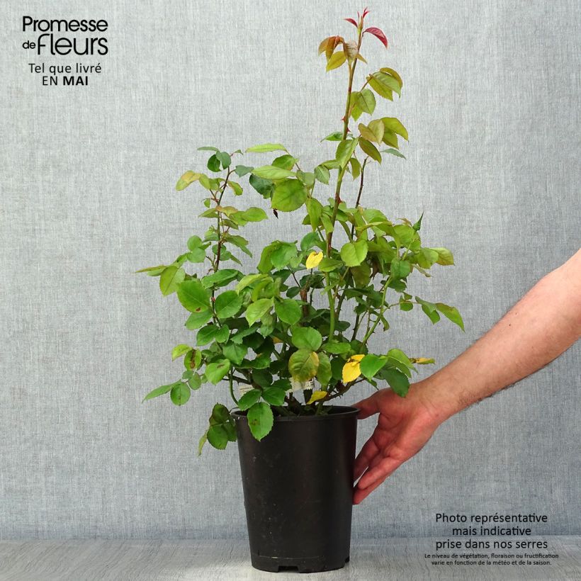 Rosa Domaine de Chantilly - Rose ibrida di tea Vaso da 3L/4L esemplare consegnato in primavera