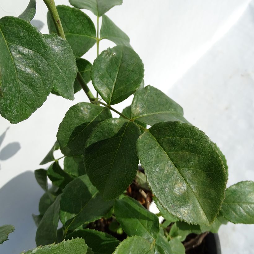 Rosa Domaine de Chantilly - Rose ibrida di tea (Fogliame)