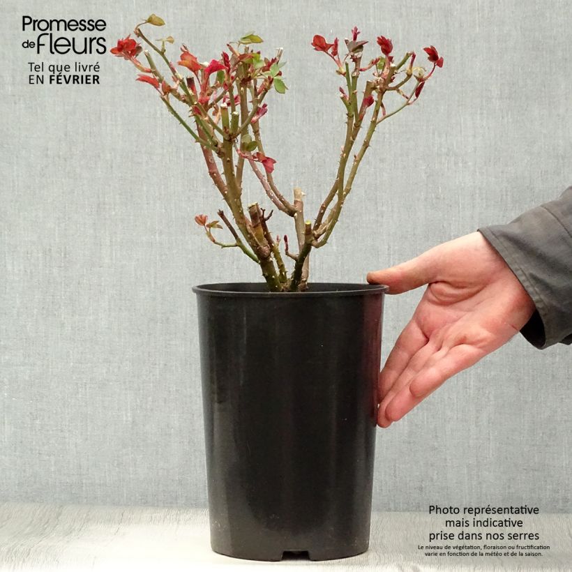 Rosa Elaine Paige Vaso da 4L/5L esemplare consegnato in inverno