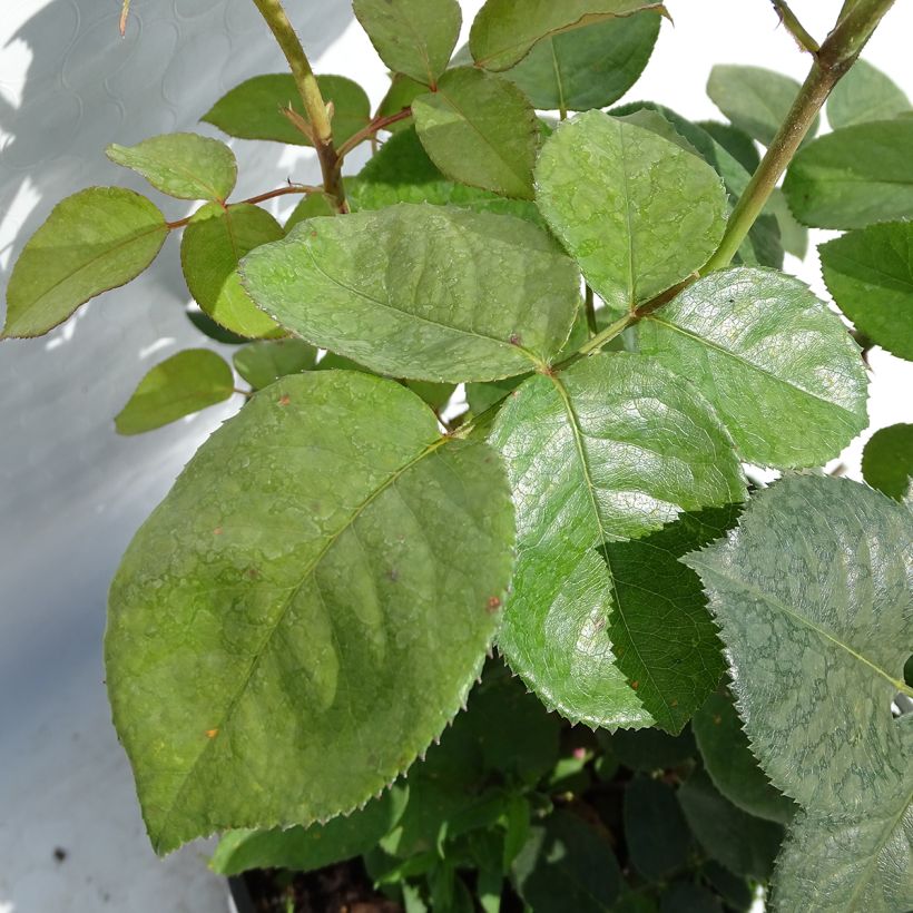 Rosa Elle - Rose ibrida di tea (Fogliame)