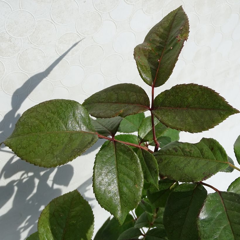 Rosa Fragonard - Rose ibrida di tea (Fogliame)