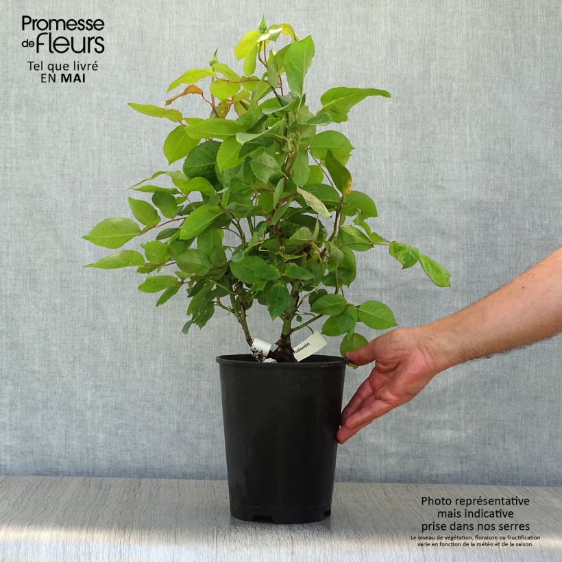 Rosa Gérard Depardieu - Rose ibrida di tea Vaso da 4L/5L esemplare consegnato in primavera