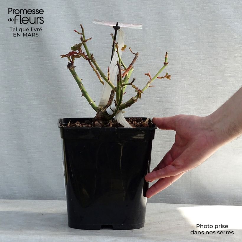 Rosa Gilles de Brissac Vaso da 4L/5L esemplare consegnato in primavera