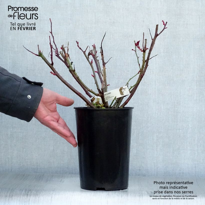 Rosa Grande Classe - Rosa ibrida di tea moderna Vaso da 4L/5L esemplare consegnato in inverno