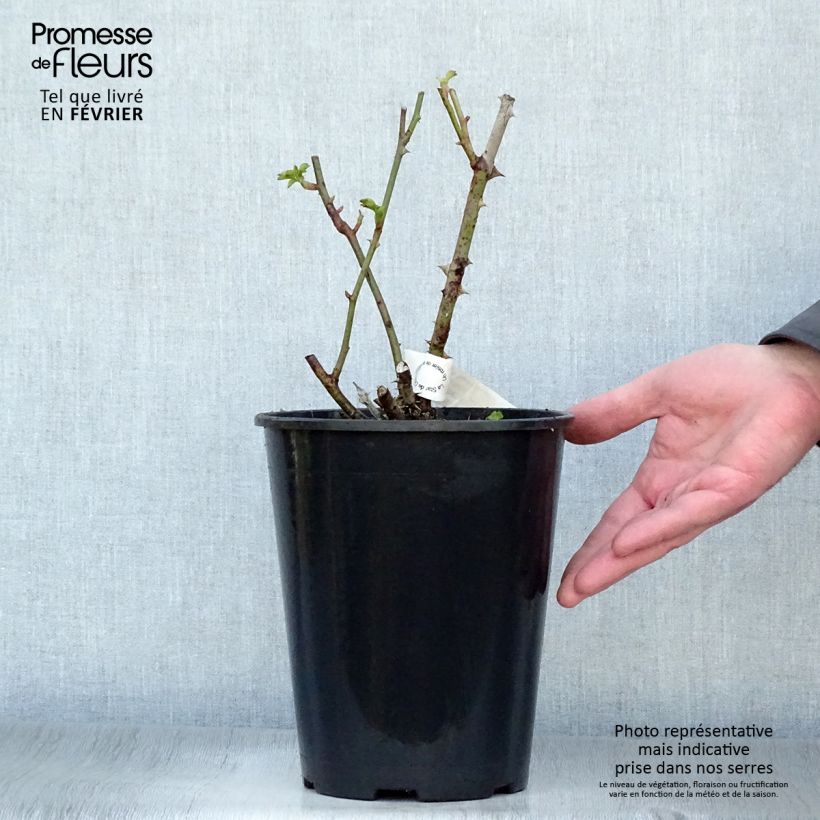 Rosa Guillaume Gomez Vaso da 4L/5L esemplare consegnato in inverno