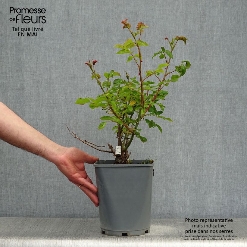 Rosa Guillaume Gomez Vaso da 4L/5L esemplare consegnato in primavera