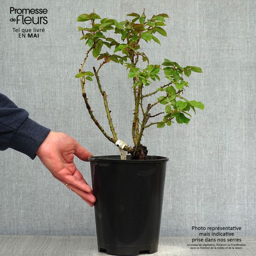 Rosa Henri Matisse - Rose ibrida di tea Vaso da 3L/4L esemplare consegnato in primavera