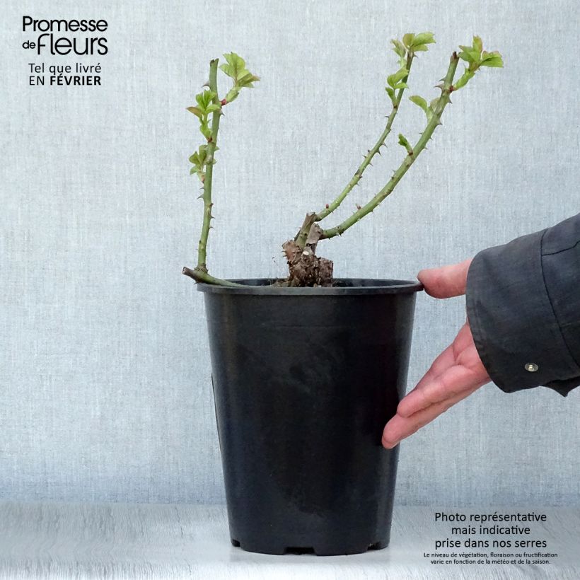 Rosa Ibiza - Rose ibrida di tea Vaso da 4L/5L esemplare consegnato in inverno