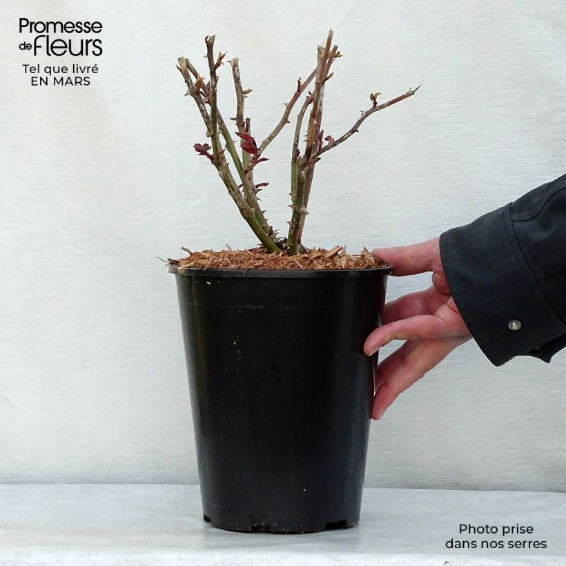 Rosa Ingrid Bergman Vaso da 4L/5L esemplare consegnato in primavera