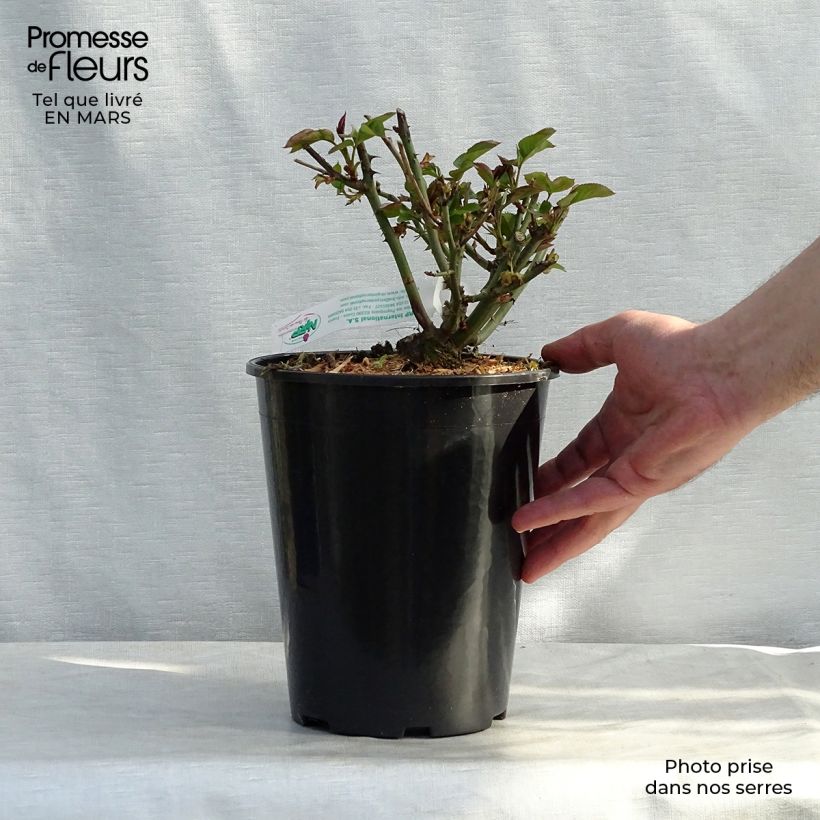 Rosa Jules Verne Vaso da 4L/5L esemplare consegnato in inverno