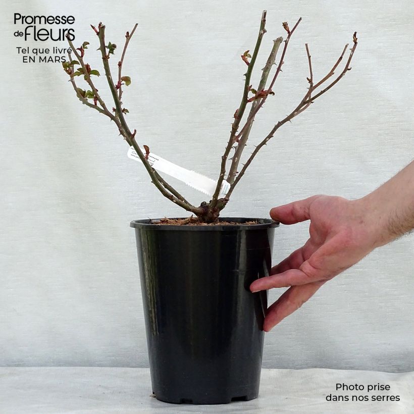 Rosa La Rose de Molinard Vaso da 4L/5L esemplare consegnato in inverno
