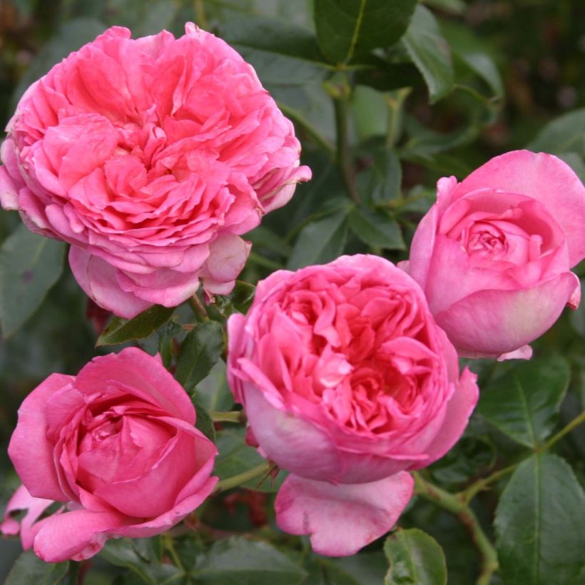 Rosa La Rose de Molinard (Fioritura)