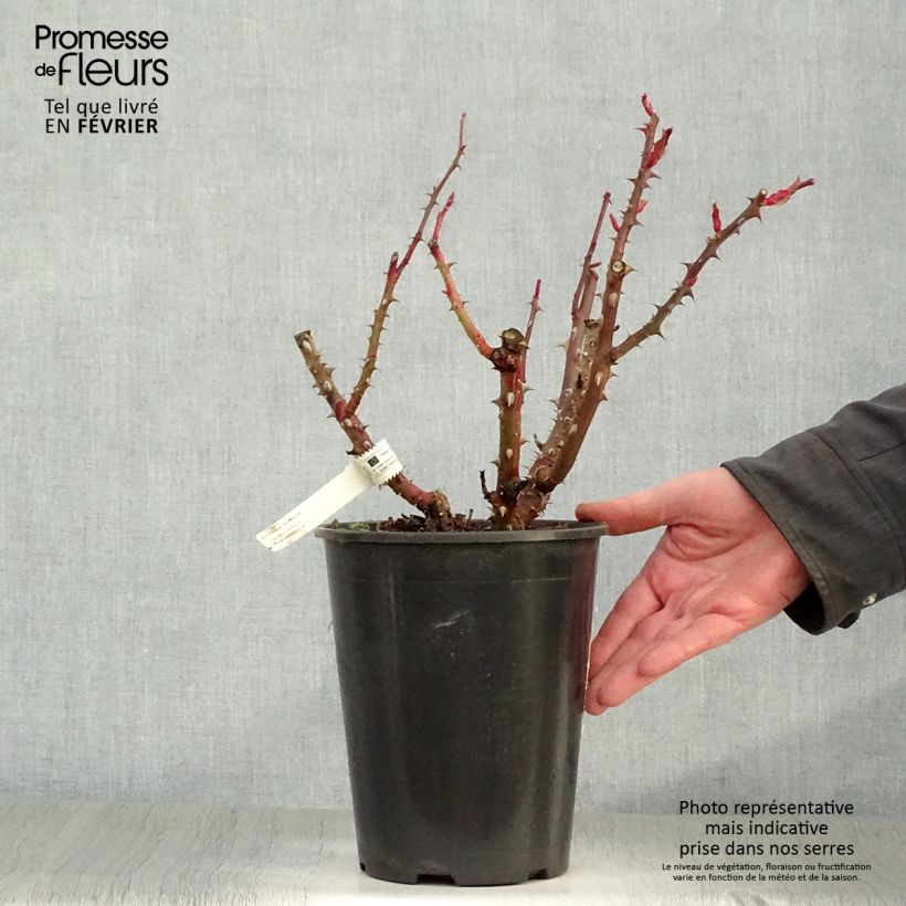 Rosa La rose Monsieur Vaso da 4L/5L esemplare consegnato in inverno