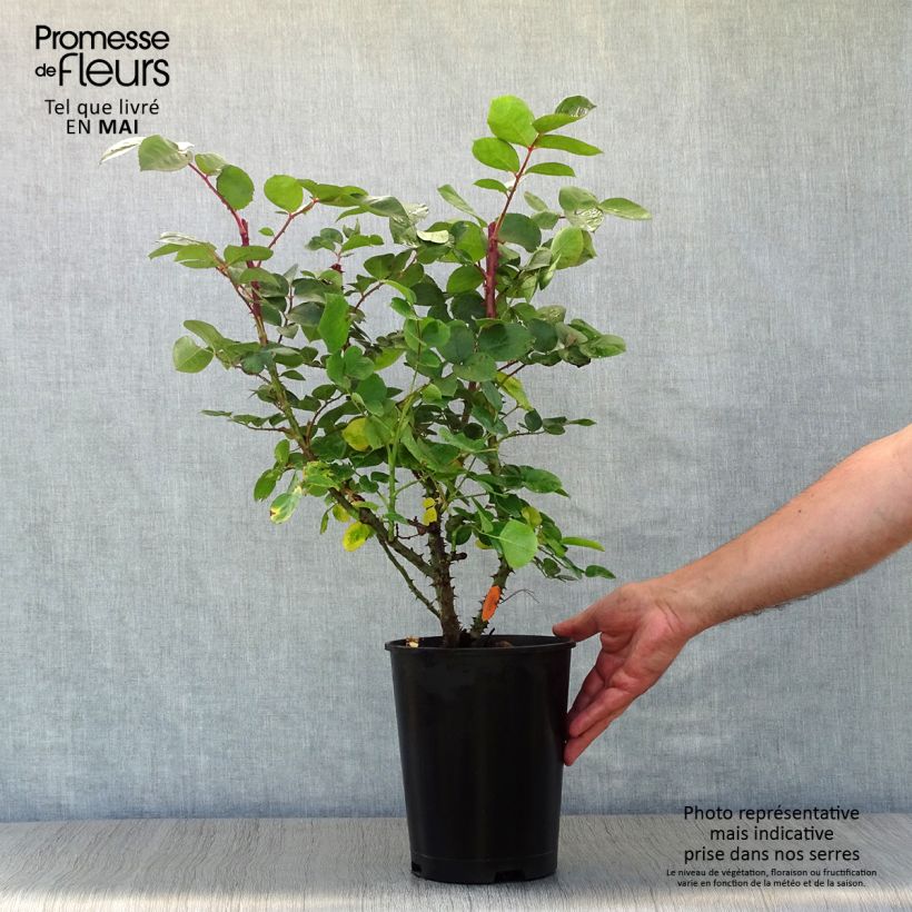 Rosa Laeticia Casta Vaso da 4L/5L esemplare consegnato in primavera