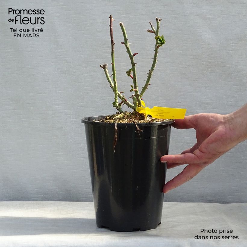 Rosa Les Années Folles Fox Trot Vaso da 4L/5L esemplare consegnato in inverno