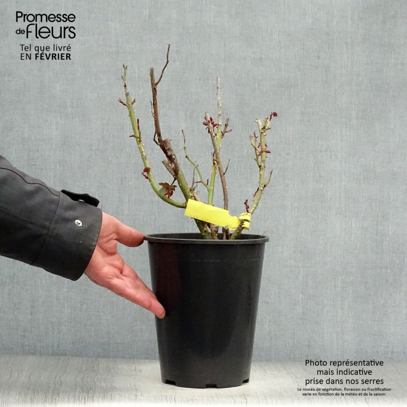 Rosa Les Années Folles La Garçonne Vaso da 4L/5L esemplare consegnato in inverno