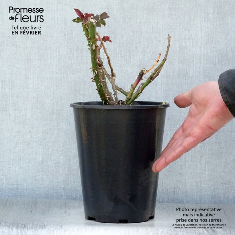 Rosa Les Années Folles La Rotonde Vaso da 4L/5L esemplare consegnato in inverno