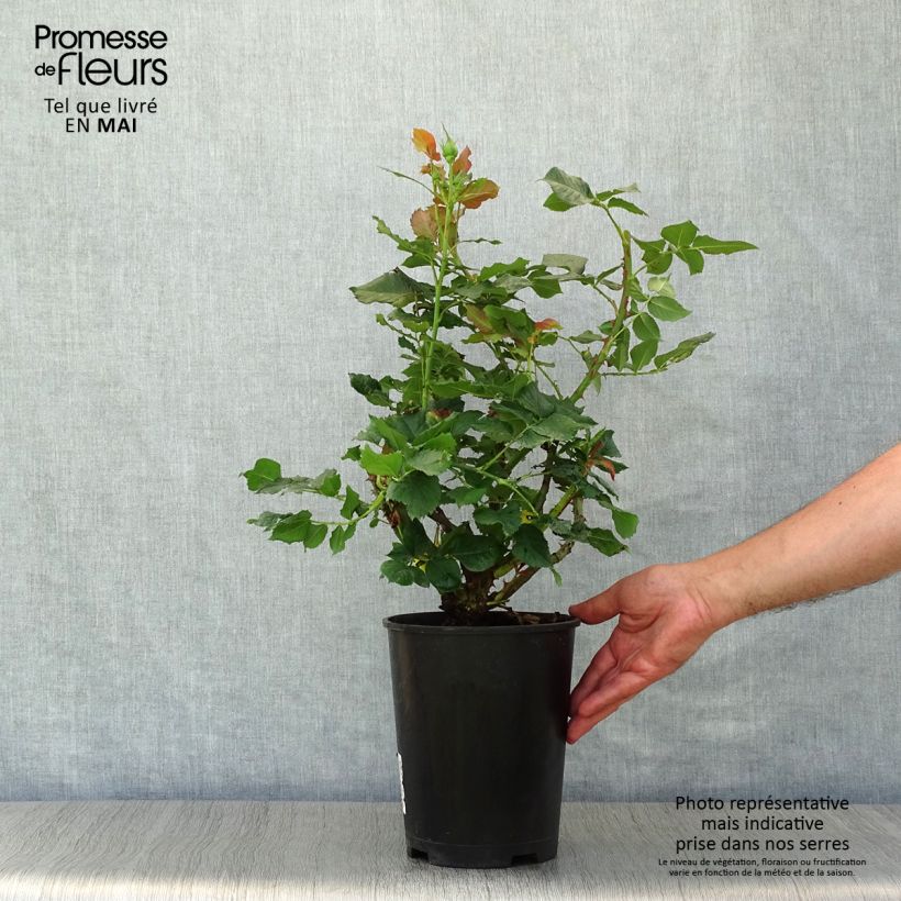 Rosa Les Années Folles La Rotonde Vaso da 4L/5L esemplare consegnato in primavera