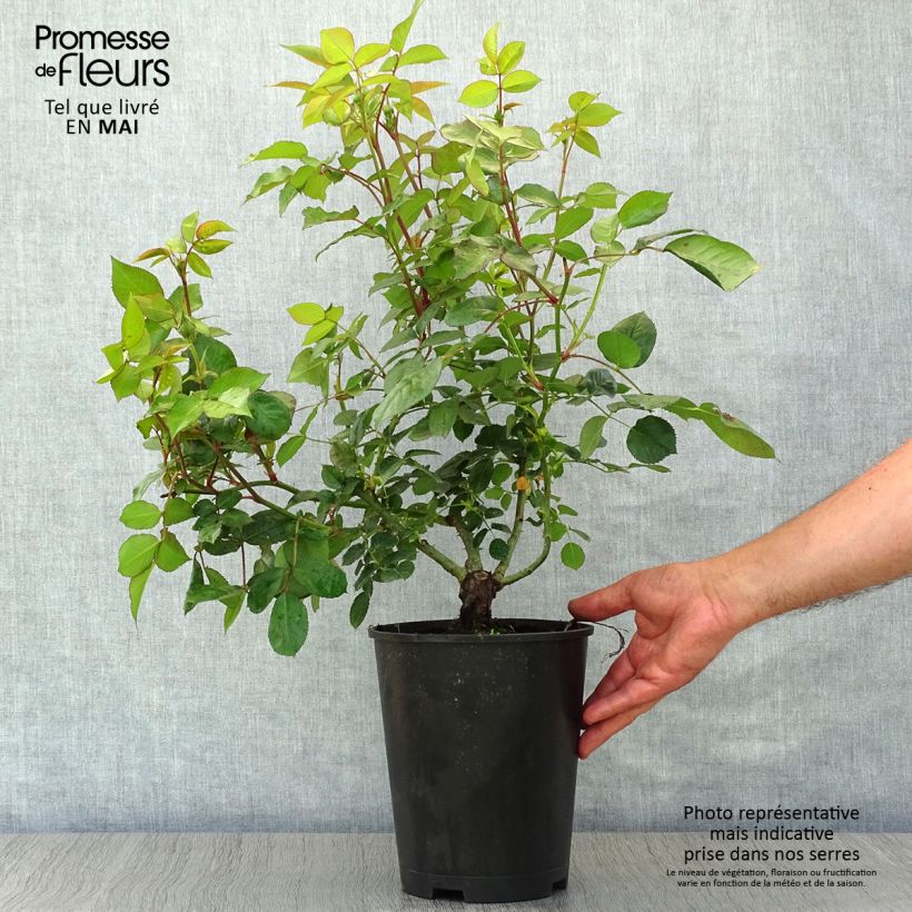 Rosa Les Années Folles Music Hall Vaso da 4L/5L esemplare consegnato in primavera