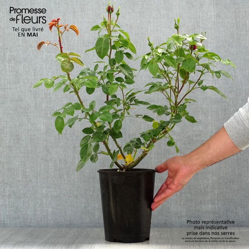 Rosa Les Années Folles Trocadéro Vaso da 4L/5L esemplare consegnato in primavera